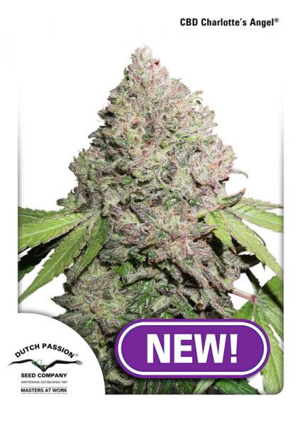 CBD Charlotte’s Angel® - feminizovaná semínka 5 ks Dutch Passion