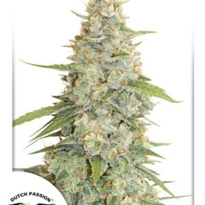 Meringue® - feminizovaná semínka 5 ks Dutch Passion