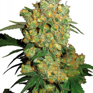 Big Bud - 3 ks feminizovaná semínka Sensi Seeds