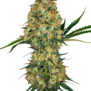 Hindu Kush - feminizovaná semena konopí 10 ks Sensi Seeds