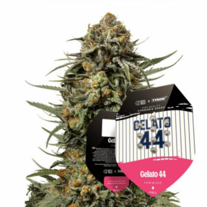 Gelato 44 - feminizované 3ks Royal Queen Seeds x Mike Tyson