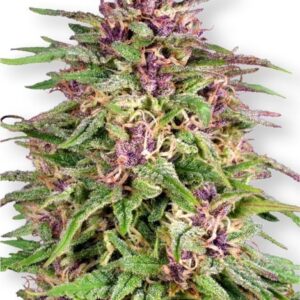 Frisian Dew - feminizovaná semena 10 ks Dutch Passion