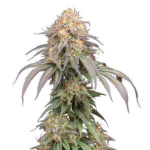 Mandarin Panties Auto - autoflower semena konopí 3 ks Seedstockers Superior