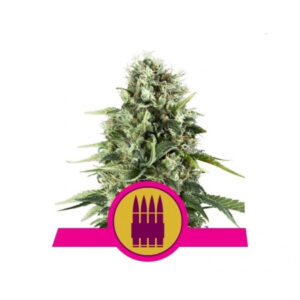 Royal AK feminizované semínka 3 ks Royal Queen Seeds