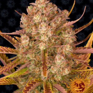 Dos Si Dos Auto - autoflowering semena marihuany 3 ks Barney´s Farm