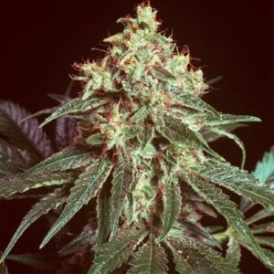 Devil 18 ks standardizovaná semínka Mr. Nice