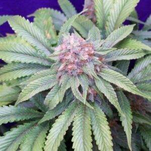 G13 x Widow 18 ks standardizovaná semínka Mr. Nice