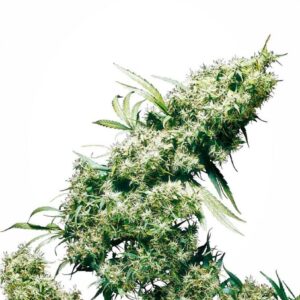 Jamaican Pearl - 10 ks feminizovaná semena Sensi Seeds
