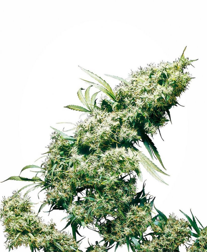 Jamaican Pearl - 10 ks feminizovaná semena Sensi Seeds