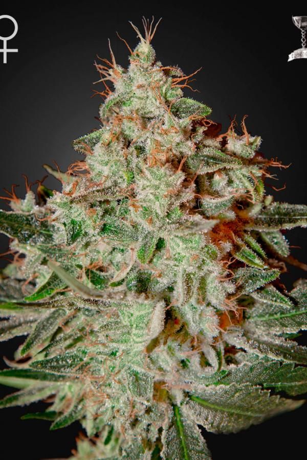 Lemon Skunk - feminizovaná semínka 3 ks Green House Seeds