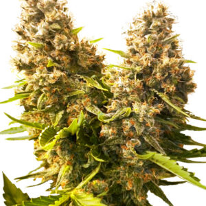 Banana Kush Cake Automatic - autoflowering semínka 3 ks Sensi Seeds