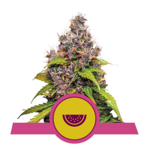Watermelon - feminizovaná semínka od Royal Queen Seeds, 5 ks