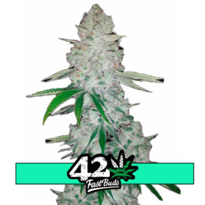 Glue Auto (dříve Gorilla Glue Auto) - samonakvétací semínka Fast Buds 10ks