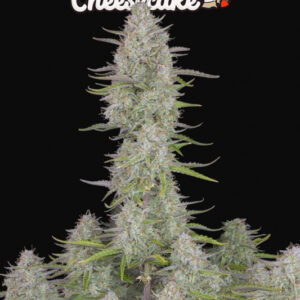 Wedding Cheesecake Auto - autoflowering semena 3ks Fast Buds
