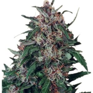 Hollands Hope - feminizovaná semínka 3 ks Dutch Passion