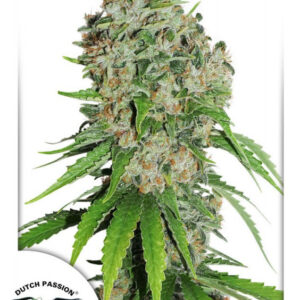Outlaw Amnesia - feminizovaná semínka 5 ks Dutch Passion