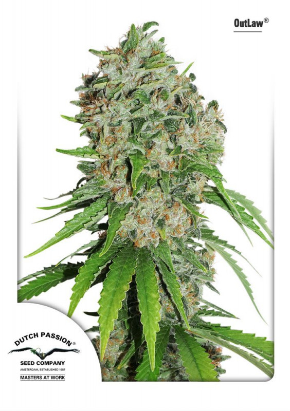 Outlaw Amnesia - feminizovaná semínka 5 ks Dutch Passion