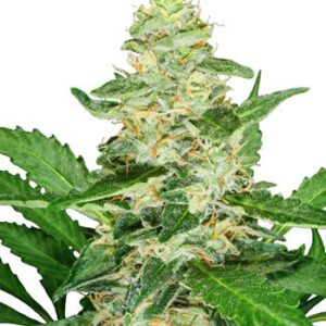 Super Skunk Automatic - samonakvétací semínka 3 ks Sensi Seeds