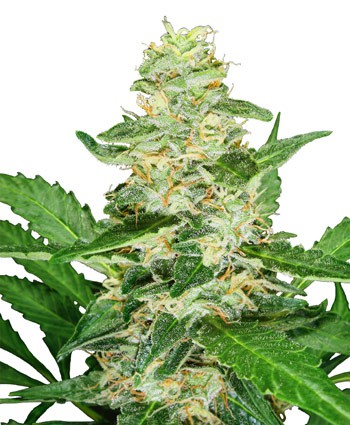 Super Skunk Automatic - samonakvétací semínka 3 ks Sensi Seeds