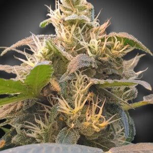CBDenergy - feminizovaná semínka 10ks Paradise Seeds