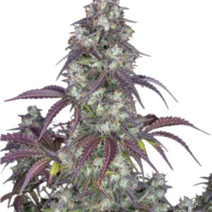 Lemon Pie Auto - autoflowering semena 5 ks Fast Buds