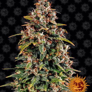 Watermelon Zkittlez Auto - autoflowering semena marihuany 5 ks Barney´s Farm
