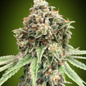 Sweet Critical Fast version - feminizovaná semena marihuany, 3ks 00 Seeds