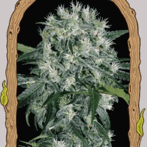 Pink Hokkaido - feminizovaná semena, 5 ks, Exotic Seed