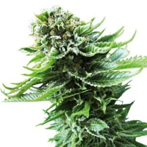 Northern Lights Automatic - feminizovaná a samonakvétací semínka 5ks Sensi Seeds