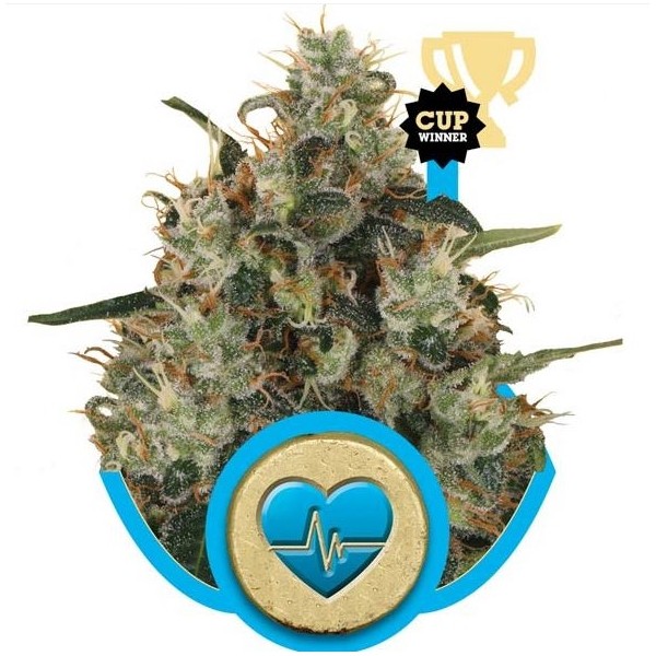 Medical Mass - feminizovaná semínka 3 ks Royal Queen Seeds