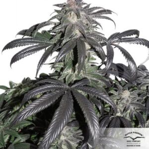 Bubba Island Kush® - feminizovaná semínka 3 ks Dutch Passion