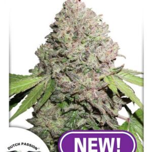 CBD Charlotte’s Angel® - feminizovaná semena 10 ks Dutch Passion
