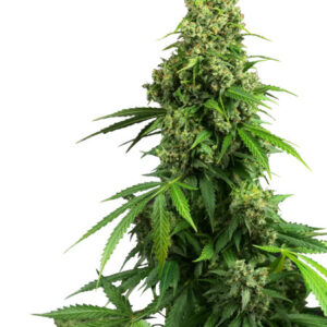 Honey Melon Kush Automatic - autoflowering semena 3 ks Sensi Seeds