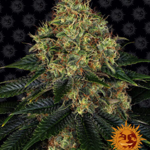 Skywalker OG Auto - autoflowering semena marihuany 3 ks Barney´s Farm