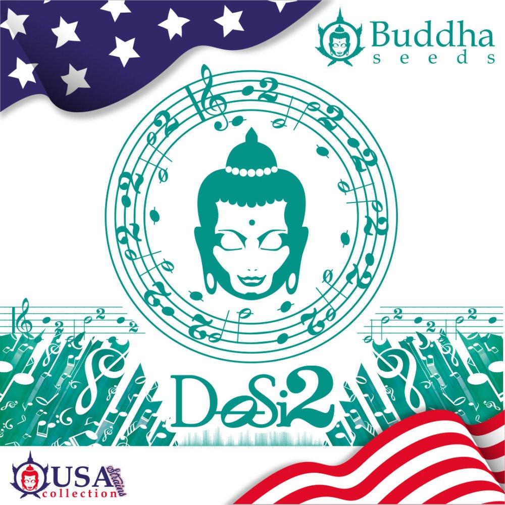 Buddha DoSi2, 10 ks