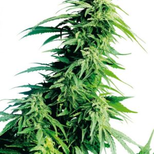 Hindu Kush - semínka 10 ks standardizovaná Sensi Seeds