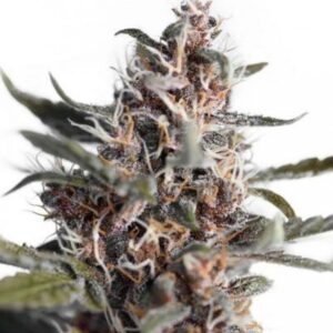 Auto Blackberry Kush - feminizovaná a samonakvétací semínka 3 ks Dutch Passion