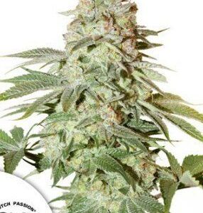 Auto Power Plant® - feminizovaná a samonakvétací semínka 7 ks Dutch Passion