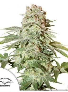 Auto Power Plant® - feminizovaná a samonakvétací semínka 7 ks Dutch Passion