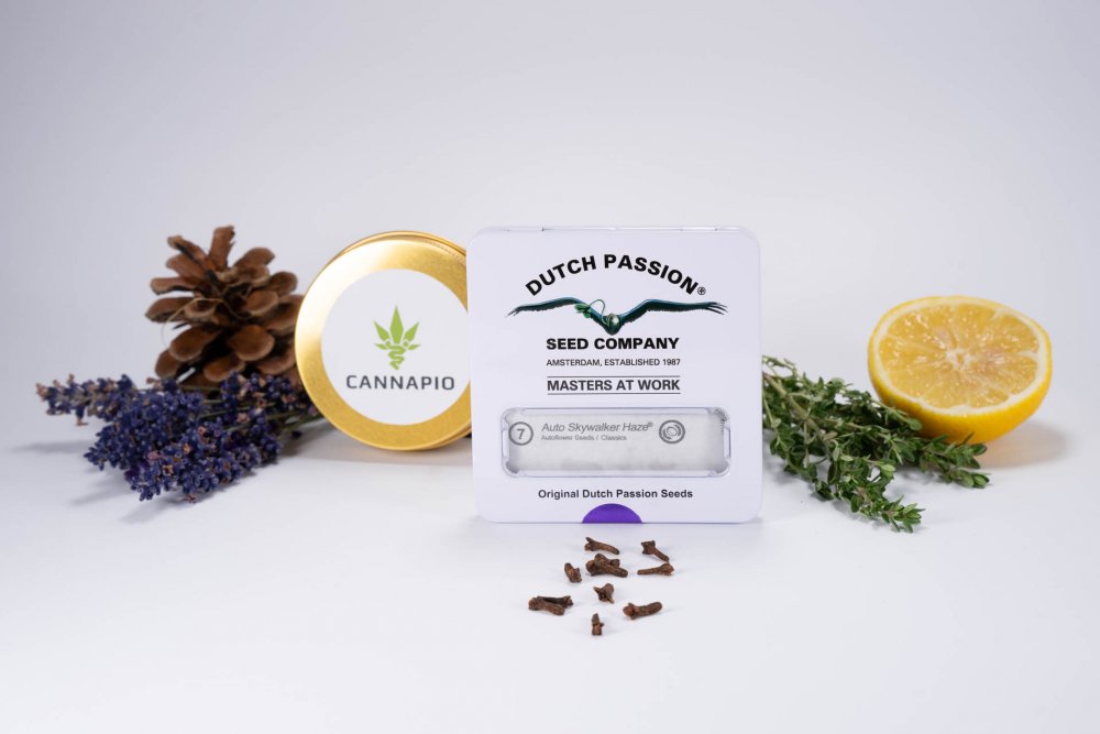 Auto Skywalker Haze® - feminizovaná a samonakvétací semena 7 ks Dutch Passion