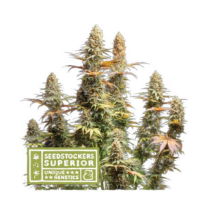 Triton Biscotto Lime - feminizovaná semena konopí 3 ks, Seestockers