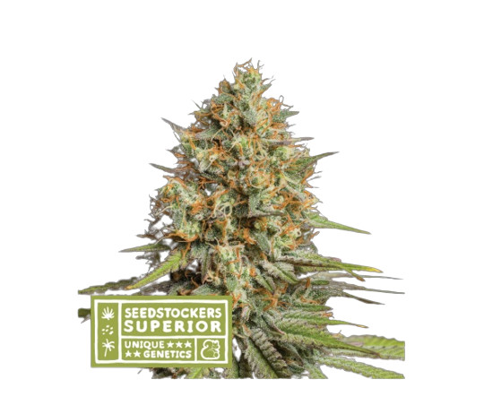 Triton Biscotto Lime Auto - autoflower semena konopí 3 ks, Seestockers