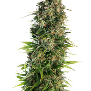 Hindu Kush - samonakvétací semínka 3 ks Sensi Seeds