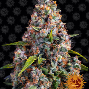 Strawberry Cheesecake Auto - autoflowering semena marihuany 3 ks Barney´s Farm