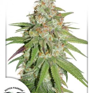 Glueberry O.G. - feminizovaná semínka 5 ks Dutch Passion