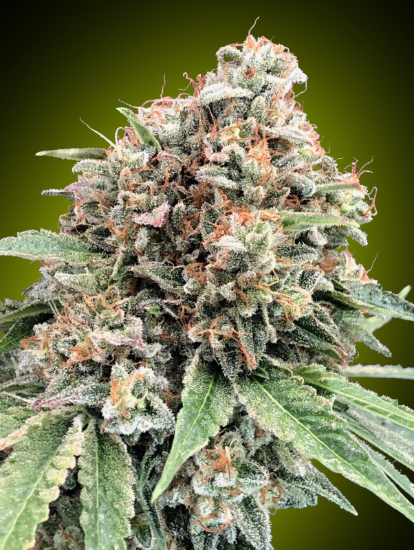 Sweet Critical 2.0 - feminizovaná semena marihuany, 3 ks 00 Seeds