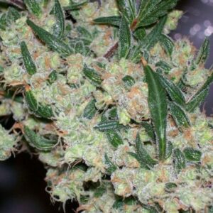 Afghan Skunk x Afghan Haze (ASH) 18 ks standardizovaná semínka Mr. Nice