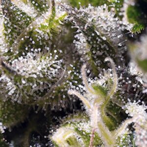Cream Caramel Auto – samonakvétací semínka 3 ks Sweet Seeds