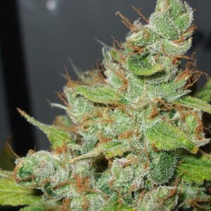 Orange Hill Special®- feminizovaná semínka 5 ks Dutch Passion