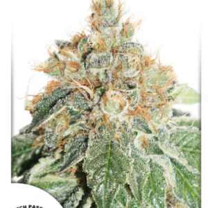 Auto Colorado Cookies® - feminizované a samonakvétací semena 7 ks Dutch Passion